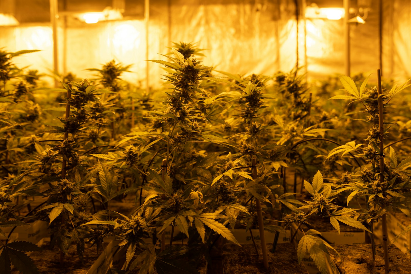 Cannabis Social Clubs: Erste Vereine starten den Anbau